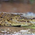 slides/IMG_3318.jpg crocodile, reptile, lizard, eye, mouth, teeth, skin, wildlife, zambezi, zambia, africa SAVF2 - Victoria Falls - Crocodile